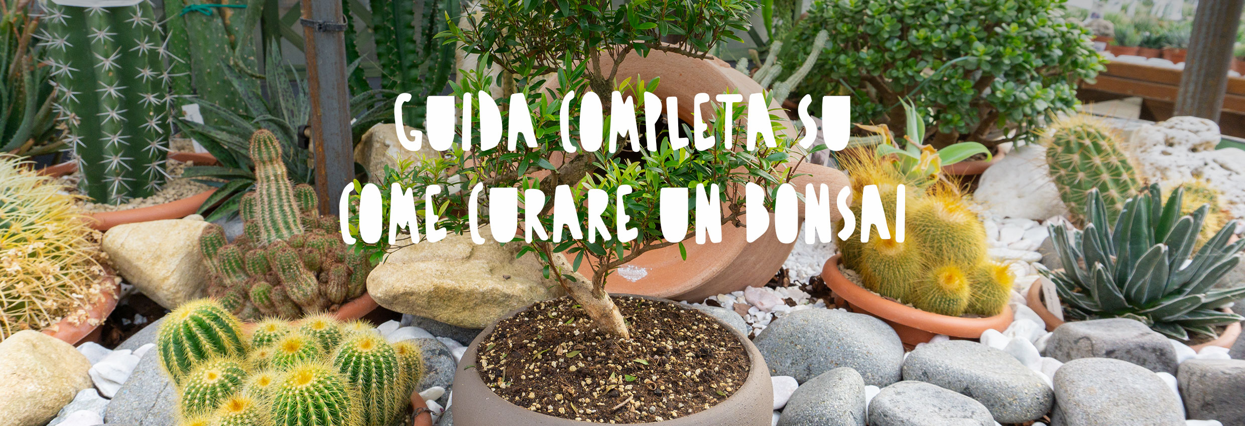 Bonsai di mirto 
